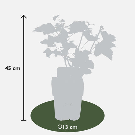 Ribes Rubrum „Jonkheer van Tets” - Czerwona porzeczka - ↕45cm - Ø13cm