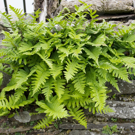 Polypodium vulgare - Helecho de roble - ↕10-25cm - Ø9cm - 12x