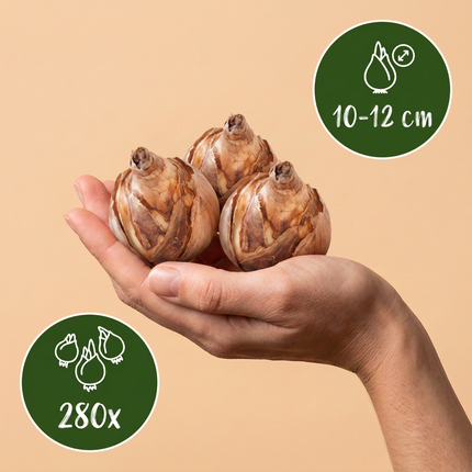 280x Bulb Dry Garden - Bloembollen - Droge tuin bollenplanten - Diversen - Zomerbloeier - Bolmaat 10/12