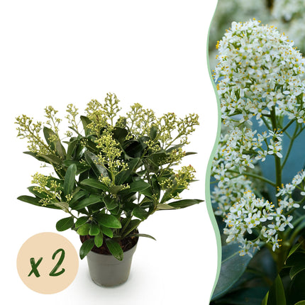 Skimmia Japonica Finchy - Bloem Wit - 15+ Bloemen - ↕30cm - Ø15cm - 2x