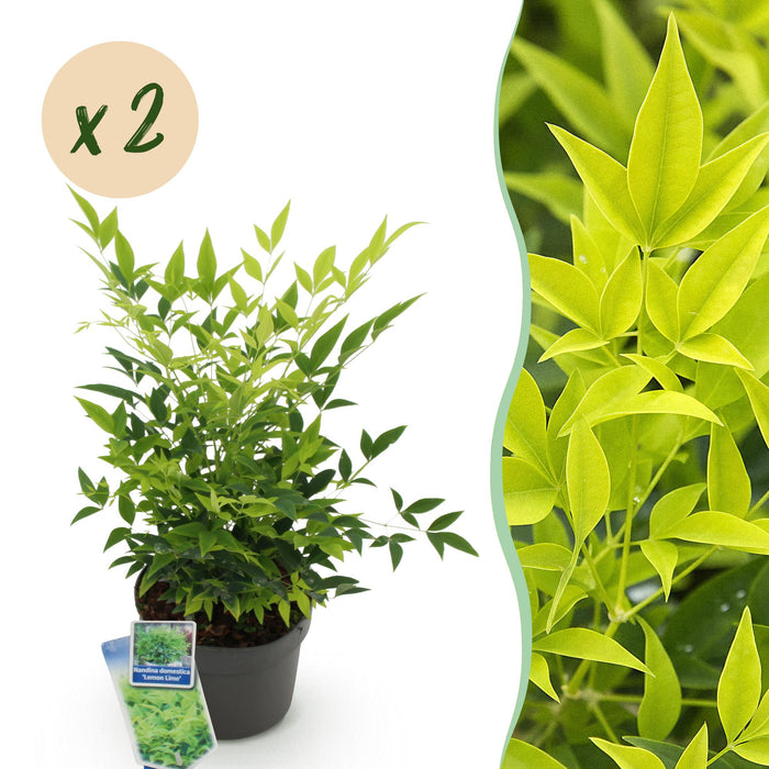 Nandina Lemon & Lime - Geel - 2 Planten - Groenblijvend - Weinig Onderhoud - Pot 17cm Hoogte 45cm