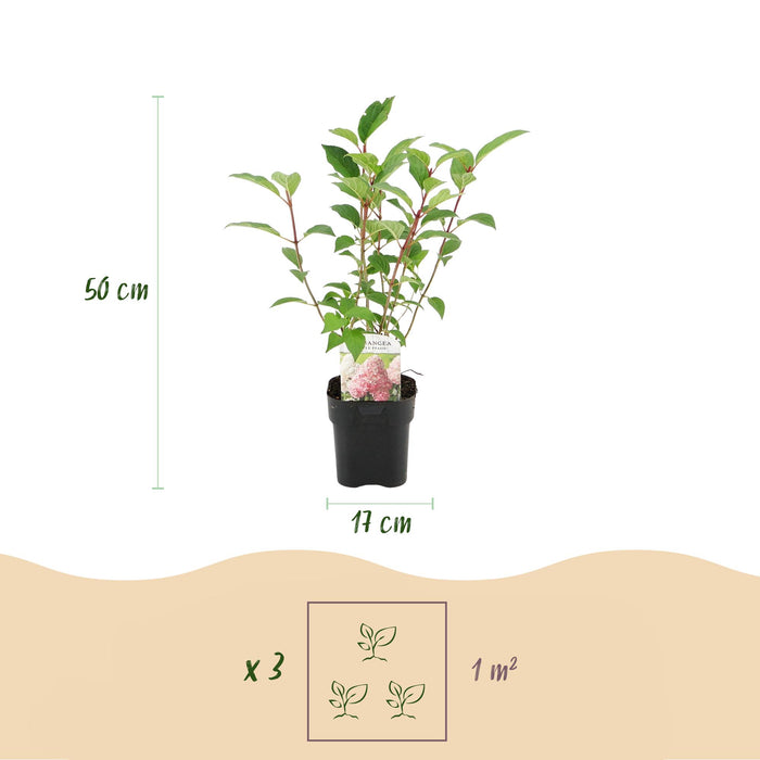 Pluim Hortensia - Hydrangea panniculata Vanille Fraise - Bloem Wit Roze  - 1 Plant - Bladverliezend - Grote Bloemen - Pot 17cm Hoogte 50cm