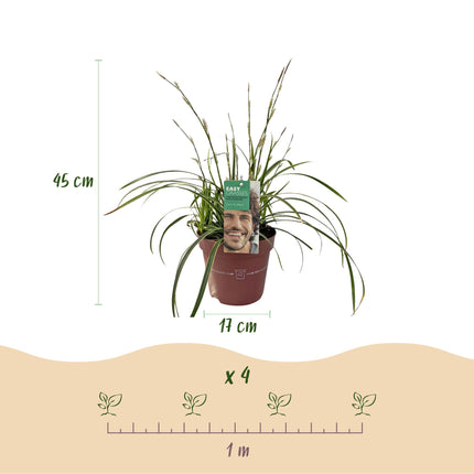 Carex morrowii Ice Dance - Blanc et vert - ↕50cm - Ø17cm