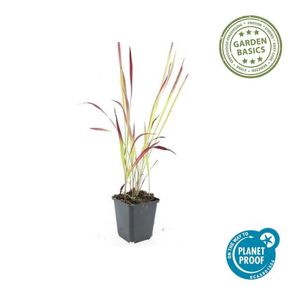 Imperata Cylindrica 'Red Baron' - Erba sanguigna giapponese - ↕10-25cm - Ø9cm - 24x