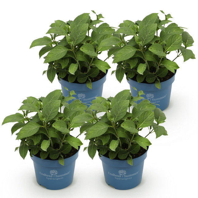 Hortensia Endles Summer The Original Azul - Hortensia - Azul - ↕20-25cm - Ø14cm - 4x