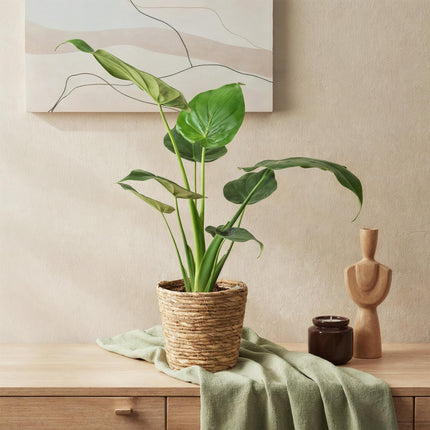 Alocasia Cucullata - Boeddha's Hand - ↕60-65cm - Ø17cm - 2x