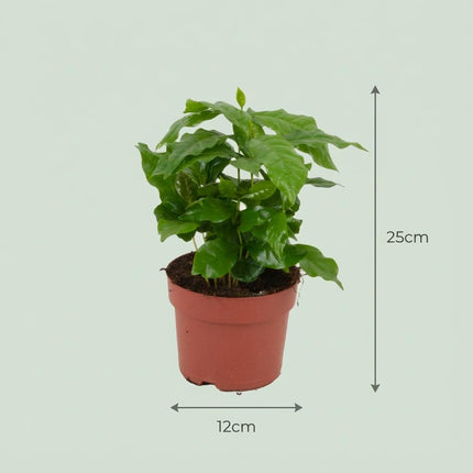 Coffea Arabica Coffee plant - ↕25cm - Ø12cm - 2x