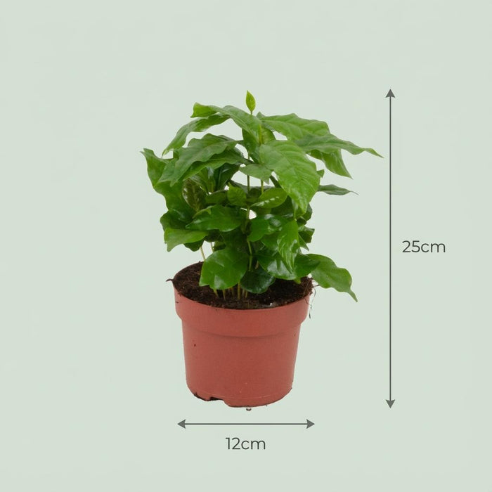 Coffea Arabica Koffieplant - ↕25cm - Ø12cm - 2x