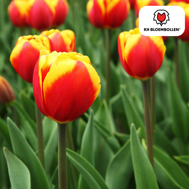 Bulbi di tulipano Dow Jones – 20 pezzi | KH Bloembollen® | Tulipani a strisce rosse e gialle – Appariscenti e colorati – Un regalo perfetto per il giardino o il vaso – Misura 11/12 – Direttamente dal coltivatore!