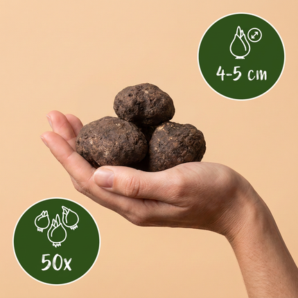 50x Eranthis Cilicica - Bloembollen - Cilicisch winterakoniet - Geel - Voorjaarsbloeier - Bolmaat 4/5