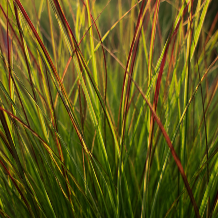 Panicum virgatum ‘Rotstrahlbusch’ – Vingergras - Ø12cm - 3x
