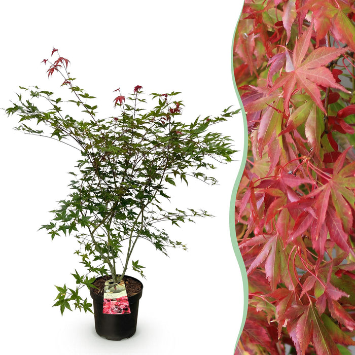 Acer palmatum Beni Maiko - Japanse Esdoorn - Rood - ↕90cm - Ø26cm