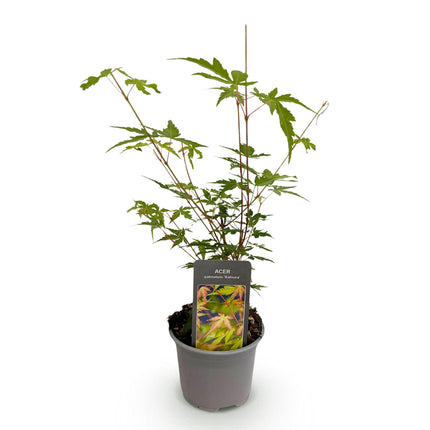 Japansk Ahorn - Acer Palmatum Sangokaku - Grøn - ↕35cm - Ø12cm
