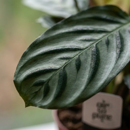 Ctenanthe Burle Marxii - Visgraatplant - 2x - Pot 12cm - Hoogte - 30cm