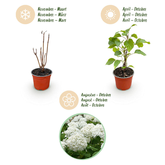 Hydrangea arborescens Annabelle - Hortensia - Winterhard - Wit - 1 Plant - Pot 12cm - Hoogte Hoogte 20-30cm