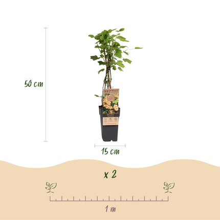 Ribes rubrum Perla Blanca - Planta de bayas - Resistente - Grosella blanca - 2 plantas - Maceta de 15 cm - Altura 50 cm