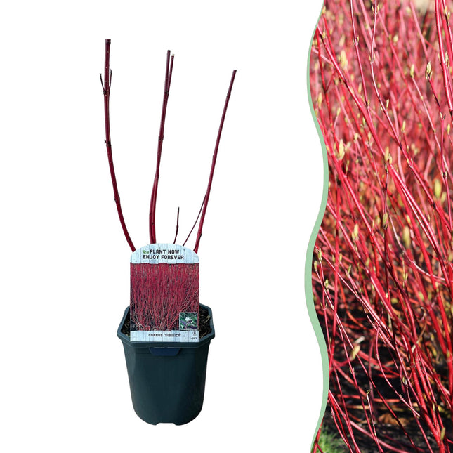 Cornus sibirica - Kornoelje - Rode Takken - ↕45cm - Ø17cm