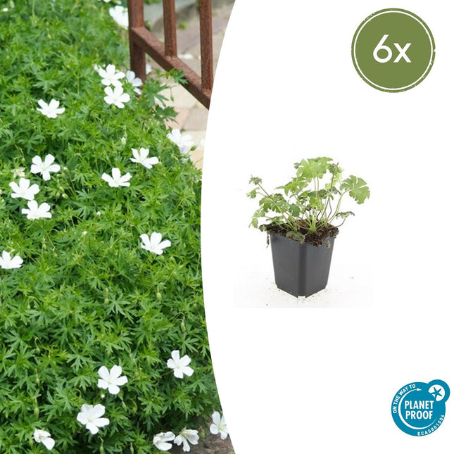 Geranium sanguineum 'Album' - ↕10-25cm - Ø9cm - 6x