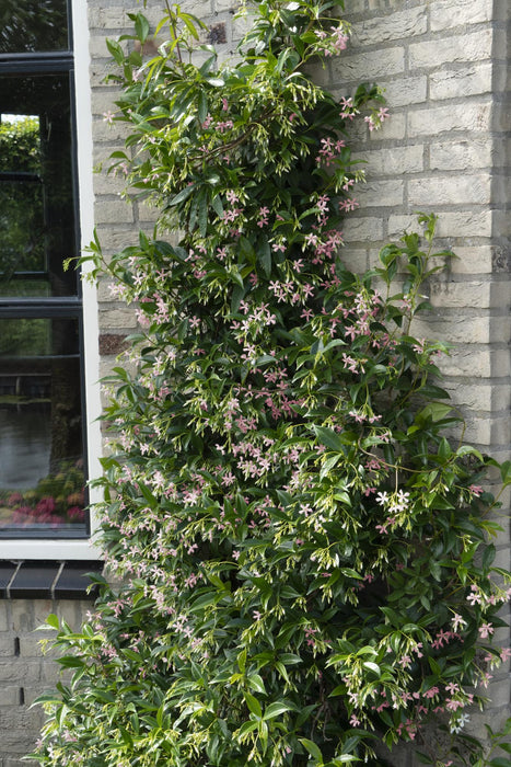 Trachelospermum 'Star of Ibiza' - Toscaanse Jasmijn Roze - ↕65cm - Ø15cm