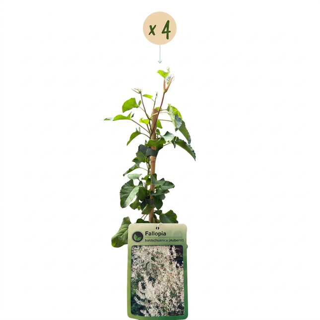 Fallopia aubertii - Bruidssluierplant 4x - Wit - Klimplant - Ø9cm - ↕35cm