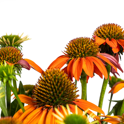 Echinacea Purpurea Arancione - Echinacea - ↕60-70cm - Ø19cm