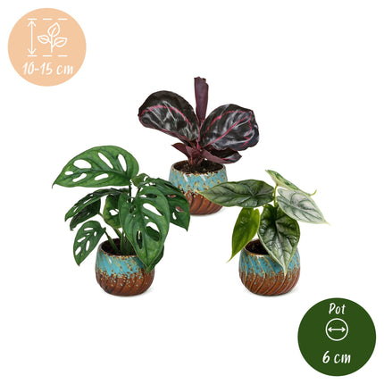 Baby Planten Jungle Mix - Diversen 3x - Tropisch - incl. Copper Reef - Ø6cm - ↕10-15cm