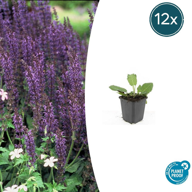 Salvia Nemorosa 'Mainacht' - Bossalie - ↕10-25cm - Ø9cm - 12x