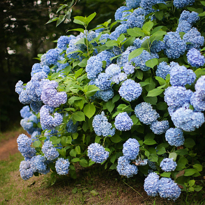 Hortensia - Hydrangea macrophylla Blauw - Bloem Blauw - 3 Planten - 1m2 - Bladverliezend - Weinig Onderhoud - Pot 17cm Hoogte 30cm