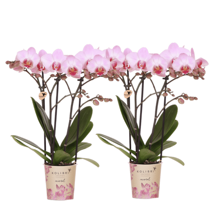 Kolibri Orchids | Combi Deal - 2 Roze Phalaenopsis Orchideeën Mineral Antwerpen - Ø9 cm