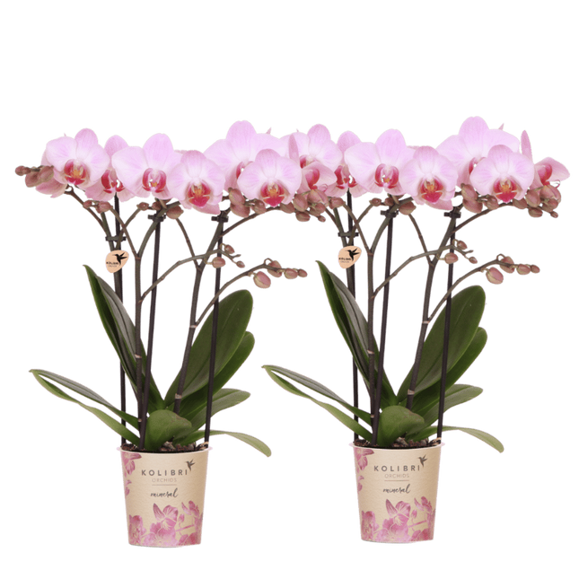 Kolibri Orchids | Combi Deal - 2 Roze Phalaenopsis Orchideeën Mineral Antwerpen - Ø9 cm