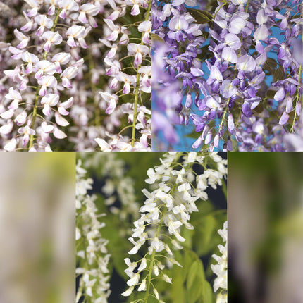 Blå blåregn - Wisteria floribunda Tricolour - Blomster Blå Pink Hvid - ↕40cm - Ø11cm - 3x