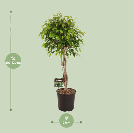 Ficus Benjamina Exotica - ↕120cm - Ø27cm