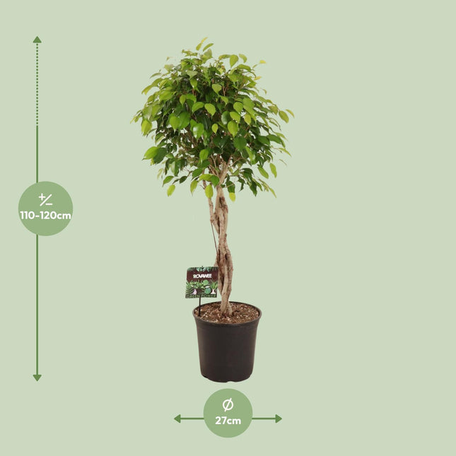Ficus Benjamina Exotica - ↕120cm - Ø27cm