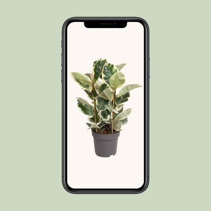 Ficus Elastica Tineke - ↕100cm - Ø27cm