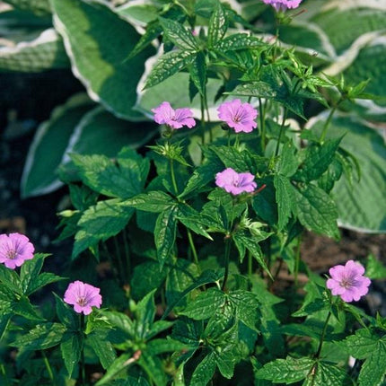 Geranium nodosum - ↕10-25cm - Ø9cm - 48x