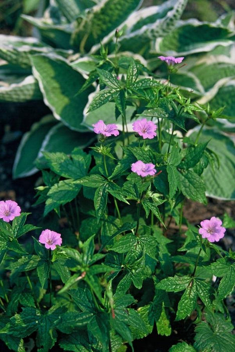 Geranium nodosum - ↕10-25cm - Ø9cm - 48x