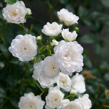 Rosa White Fairy - Roos - Winterhard - Wit - 1 Plant - Pot 12cm - Hoogte Hoogte 20-25cm