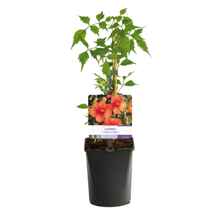 Trompetbloem - Campsis Radicans Madame Galen - Bloem Oranje - ↕40cm - Ø11cm - 2x