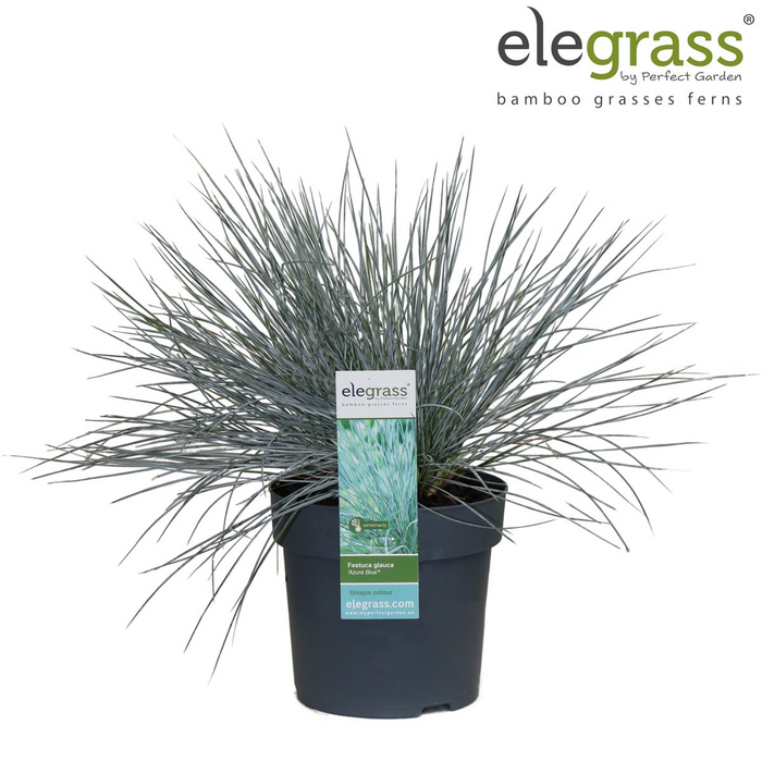 Festuca glauca Azura Blue - Blauw Schapengras - ↕30cm - Ø14cm