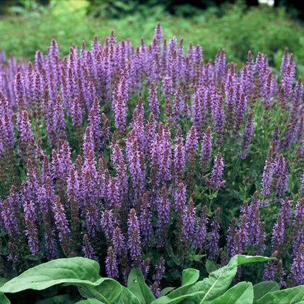 Salvia Nemorosa 'Caradonna' - Waldsalbei - ↕10-25cm - Ø9cm - 48x