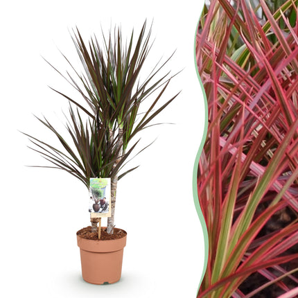 Dracaena Magenta - Dragon Tree - ↕70-80cm - Ø17cm