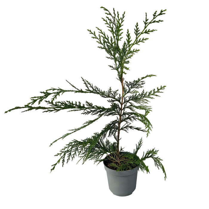 Haagplanten - Cupressocyparis leylandii - blad groen - 8 planten - 1 strekkende meter - groenblijvend - pot 9cm hoogte 35-40cm