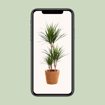 Dracaena Marginata - Pianta del drago - ↕95cm - Ø21cm