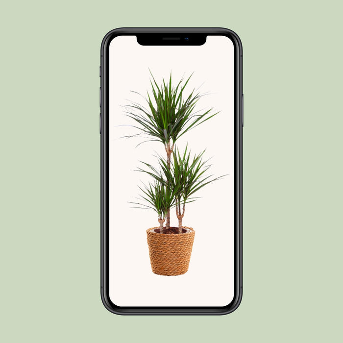 Dracaena Marginata - Drakenplant - ↕95cm - Ø21cm