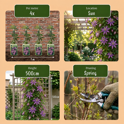 Passiflora Lavender Lady - Passiflora Lavender Lady 4x - Paars - Klimplant - Ø9cm - ↕35cm