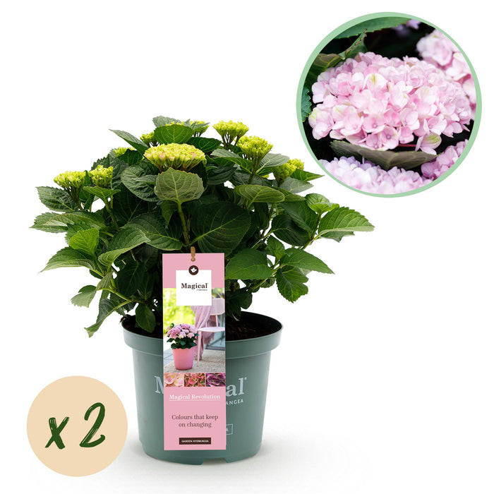 Terrasplant - Hortensia - Hydrangea Magical Revolution Pink - Pink - 6-10 Bloemen - 2 Planten - Pot 23cm Hoogte 55cm