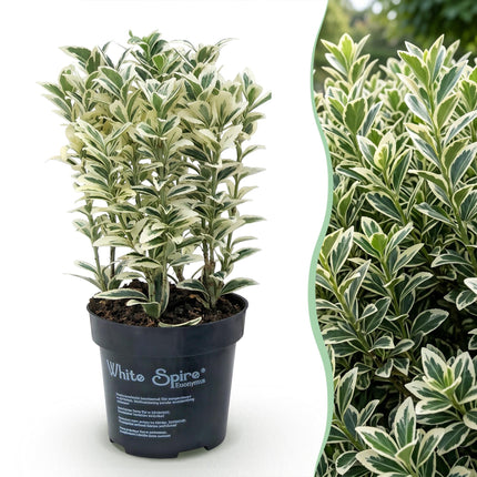 Euonymus japonicus White Spire - Kardinaalsmuts - 24x Haagplanten - Groenblijvend - Wit - Groen - Pot 9cm - Hoogte 20-30cm