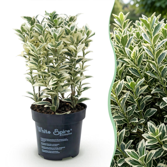 Euonymus japonicus White Spire - Kardinaalsmuts - 24x Haagplanten - Groenblijvend - Wit - Groen - Pot 9cm - Hoogte 20-30cm