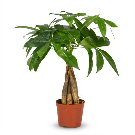 Pachira Aquatica - Money tree - ↕40-50cm - Ø12cm