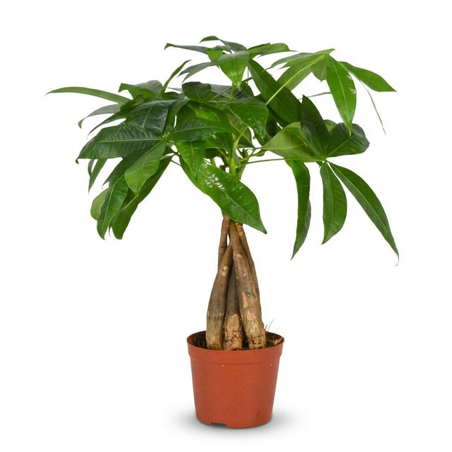 Pachira Aquatica - Arbre à Argent - ↕40-50cm - Ø12cm